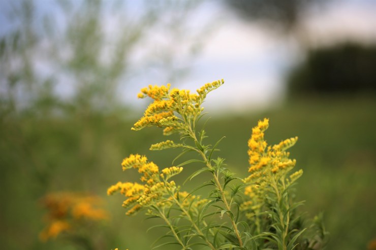 goldenrod1